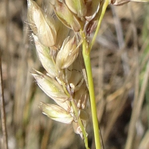 Melica bauhinii var. setacea (Pers.) Papp (Mélique couleur d'améthyste)