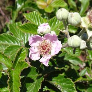 Photographie n°2511089 du taxon Rubus ulmifolius Schott [1818]