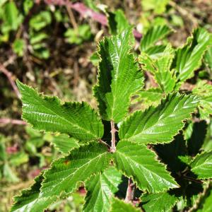 Photographie n°2511093 du taxon Rubus ulmifolius Schott [1818]