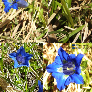 Photographie n°2511116 du taxon Gentiana angustifolia Vill.