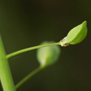 Photographie n°2511151 du taxon Thlaspi alliaceum L.