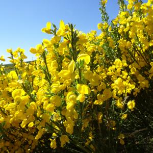 Photographie n°2511210 du taxon Cytisus scoparius (L.) Link [1822]