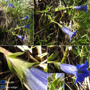 Photographie n°2511213 du taxon Gentiana angustifolia Vill.