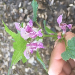 Photographie n°2511219 du taxon Lamium maculatum (L.) L. [1763]