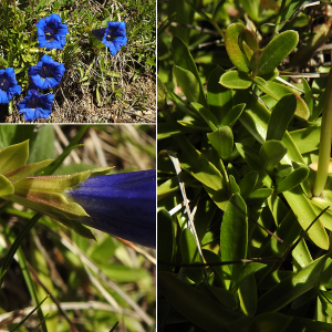 Photographie n°2511222 du taxon Gentiana angustifolia Vill.