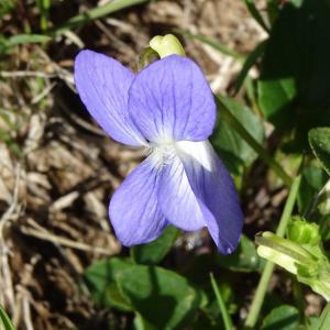 Photographie n°2511225 du taxon Viola canina L. [1753]