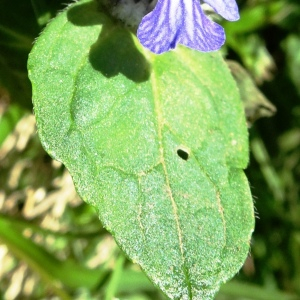 Photographie n°2511230 du taxon Ajuga reptans L. [1753]