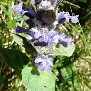 Photographie n°2511231 du taxon Ajuga reptans L. [1753]