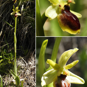 Photographie n°2511232 du taxon Ophrys virescens Philippe