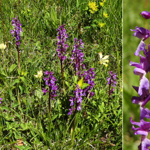 Photographie n°2511242 du taxon Orchis mascula (L.) L. subsp. mascula