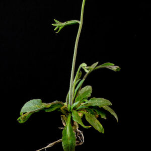 Photographie n°2511245 du taxon Arabidopsis thaliana (L.) Heynh.