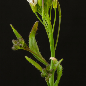 Photographie n°2511246 du taxon Arabidopsis thaliana (L.) Heynh.
