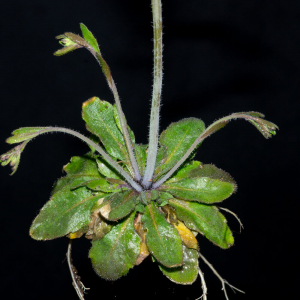 Photographie n°2511248 du taxon Arabidopsis thaliana (L.) Heynh.