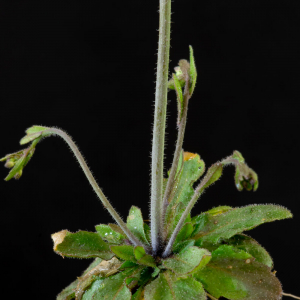Photographie n°2511249 du taxon Arabidopsis thaliana (L.) Heynh.