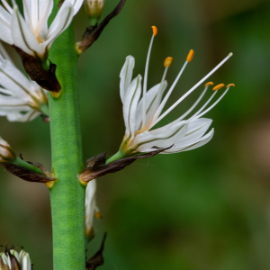 Photographie n°2511261 du taxon Asphodelus albus Mill.