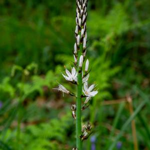 Photographie n°2511263 du taxon Asphodelus albus Mill.