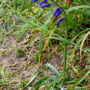 Photographie n°2511281 du taxon Hyacinthoides non-scripta (L.) Chouard ex Rothm.