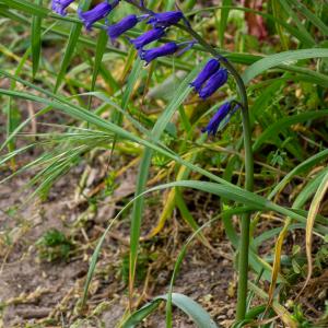 Photographie n°2511282 du taxon Hyacinthoides non-scripta (L.) Chouard ex Rothm.