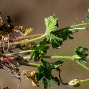 Photographie n°2511296 du taxon Geranium molle L. [1753]