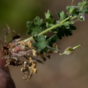 Photographie n°2511297 du taxon Geranium molle L. [1753]