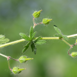 Photographie n°2511302 du taxon Geranium molle L. [1753]