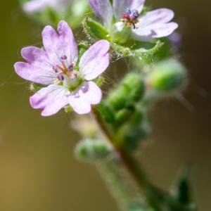 Photographie n°2511303 du taxon Geranium molle L. [1753]