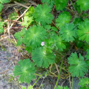 Photographie n°2511304 du taxon Geranium molle L. [1753]