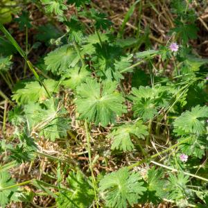 Photographie n°2511306 du taxon Geranium molle L. [1753]