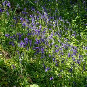 Photographie n°2511308 du taxon Hyacinthoides non-scripta (L.) Chouard ex Rothm.