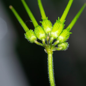 Photographie n°2511338 du taxon Erodium moschatum (L.) L'Hér. [1789]