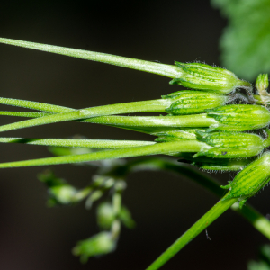 Photographie n°2511339 du taxon Erodium moschatum (L.) L'Hér. [1789]