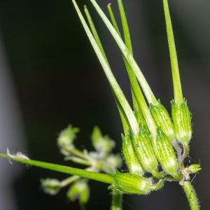 Photographie n°2511342 du taxon Erodium moschatum (L.) L'Hér. [1789]