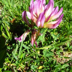 Photographie n°2511351 du taxon Trifolium alpinum L. [1753]