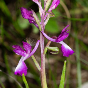 Photographie n°2511355 du taxon Anacamptis laxiflora (Lam.) R.M.Bateman, Pridgeon & M.W.Chase