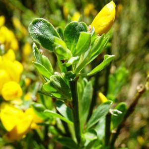 Photographie n°2511369 du taxon Cytisus scoparius (L.) Link [1822]