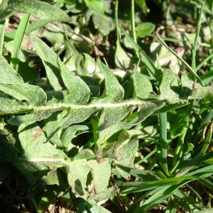 Photographie n°2511376 du taxon Taraxacum officinale F.H.Wigg. [1780]