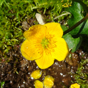 Photographie n°2511380 du taxon Caltha palustris L. [1753]