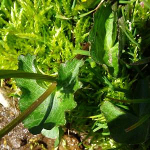 Photographie n°2511382 du taxon Caltha palustris L. [1753]