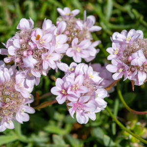 Photographie n°2511395 du taxon Armeria maritima subsp. maritima 