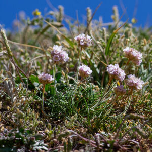 Photographie n°2511396 du taxon Armeria maritima subsp. maritima 