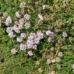 Photographie n°2511400 du taxon Armeria maritima subsp. maritima 