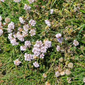 Photographie n°2511401 du taxon Armeria maritima subsp. maritima 