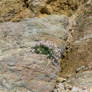 Photographie n°2511402 du taxon Armeria maritima subsp. maritima 