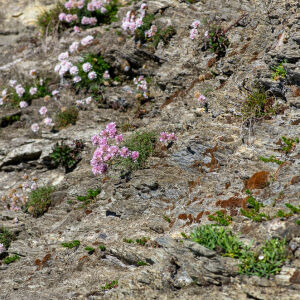 Photographie n°2511403 du taxon Armeria maritima subsp. maritima 