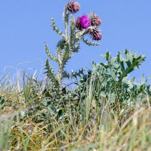 Photographie n°2511406 du taxon Carduus nutans L.