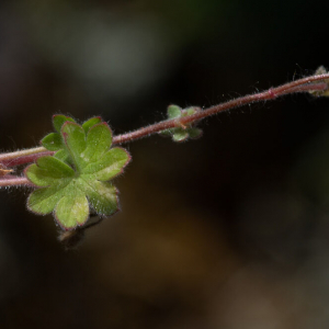 Photographie n°2511411 du taxon Geranium molle L. [1753]