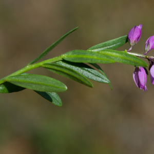 Photographie n°2511449 du taxon Polygala vulgaris subsp. vulgaris