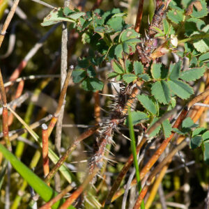 Photographie n°2511454 du taxon Rosa spinosissima L.