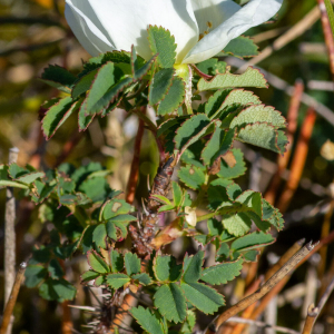 Photographie n°2511455 du taxon Rosa spinosissima L.