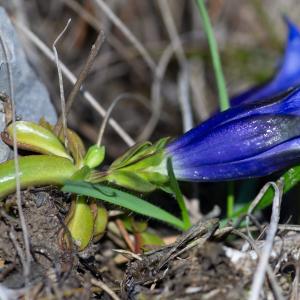 Photographie n°2511510 du taxon Gentiana angustifolia Vill.